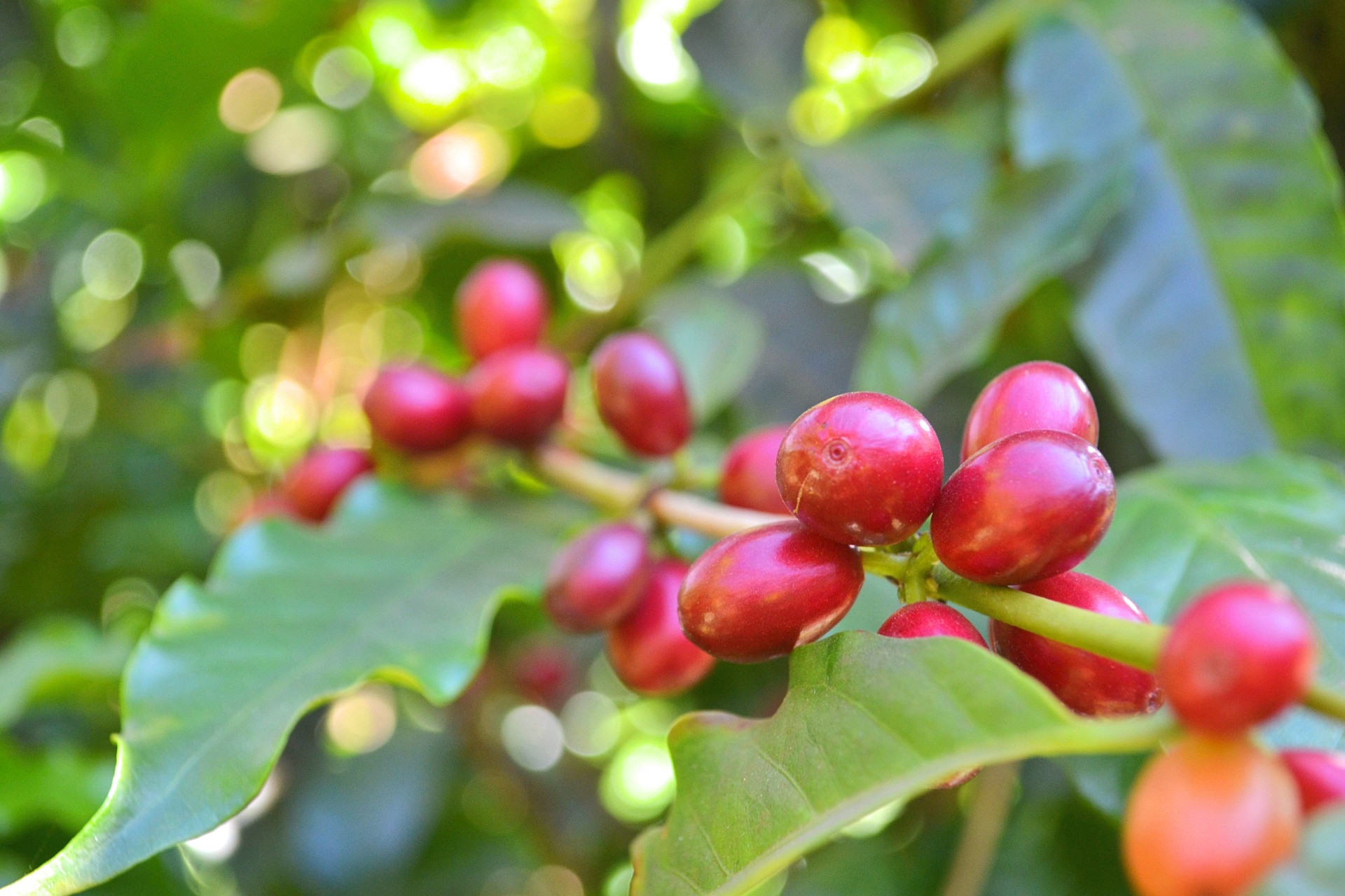 Sunset Coffee Uganda